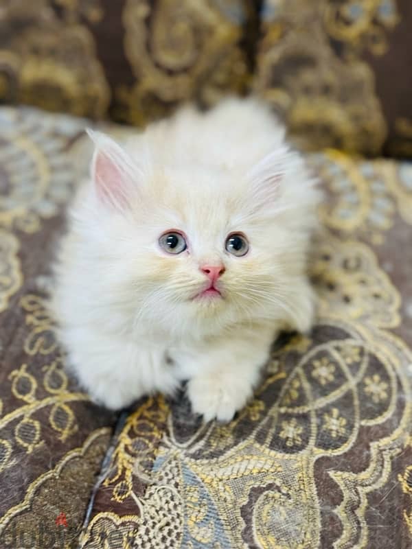 persian cat / shirazi cat 2