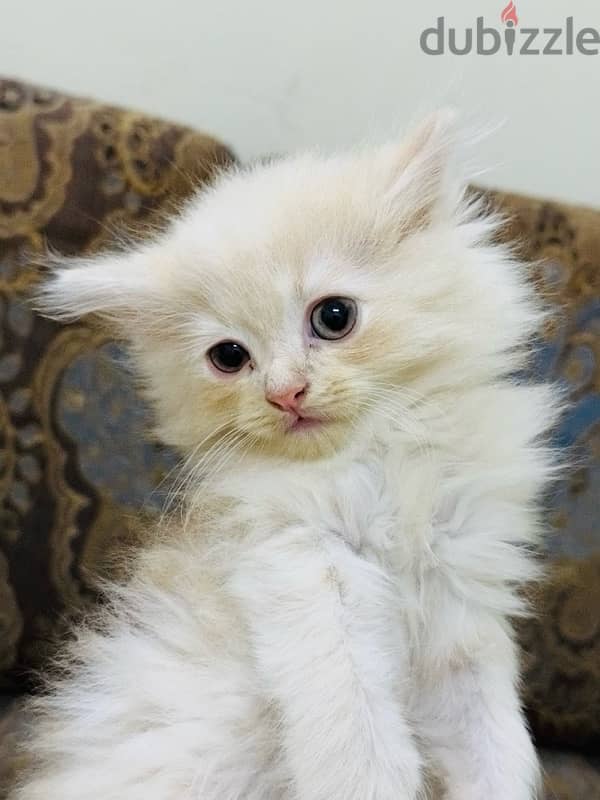 persian cat / shirazi cat 3