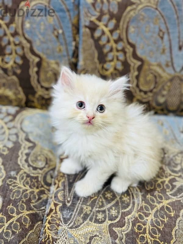 persian cat / shirazi cat 5