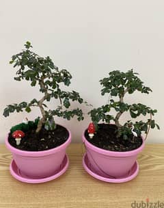 Bonsai tree (indoor) 0