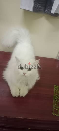 Persian cat