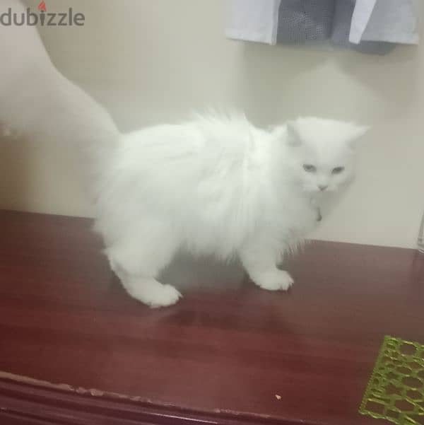 Persian cat 1