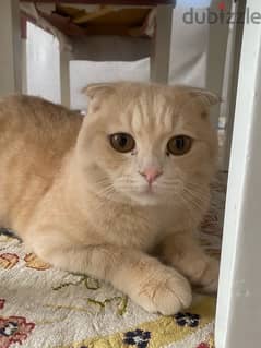 Scottish fold  male 0