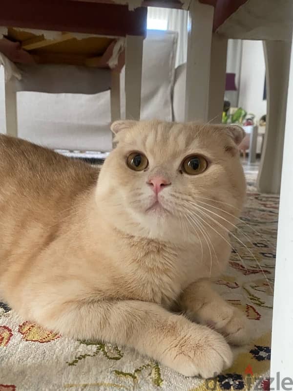 Scottish fold  male 2