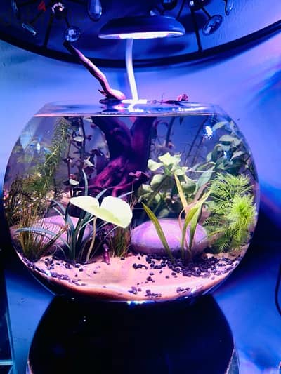 Aquascaped bowl with plants and Betta