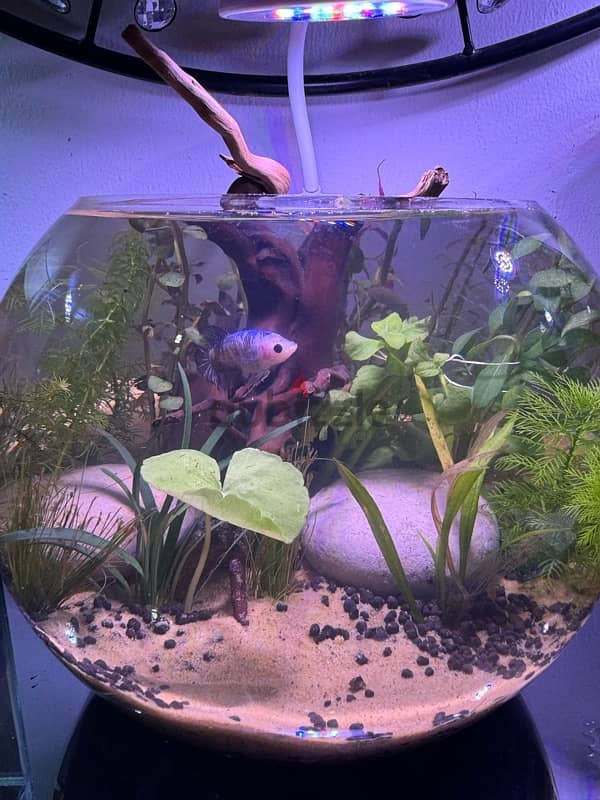 Aquascaped bowl with plants and Betta 1