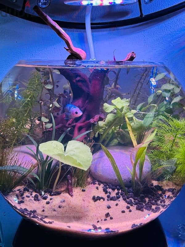 Aquascaped bowl with plants and Betta 2