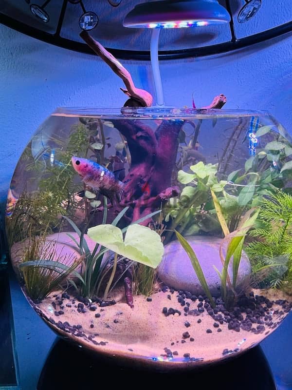 Aquascaped bowl with plants and Betta 3