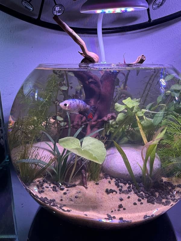 Aquascaped bowl with plants and Betta 4