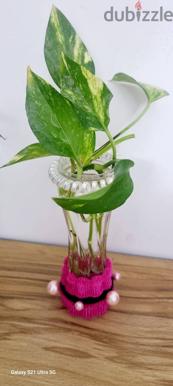 money plant in 25 cm long decorated vas 1