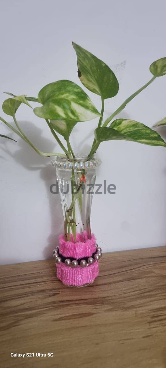 money plant in 25 cm long decorated vas 2