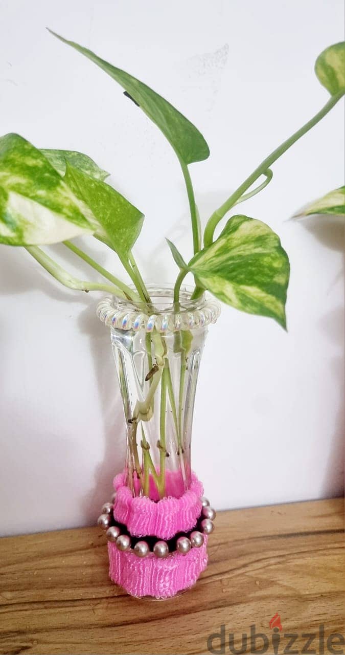 money plant in 25 cm long decorated vas 3