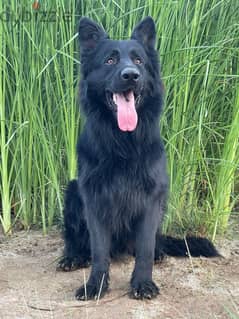 Black Jack German Shepherd Dog for re-homing 0