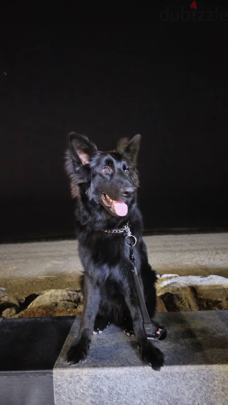 Black Jack German Shepherd Dog for re-homing 3