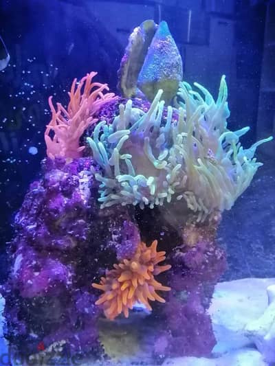 reef aquarium for sale with all accessories. live rock live corals