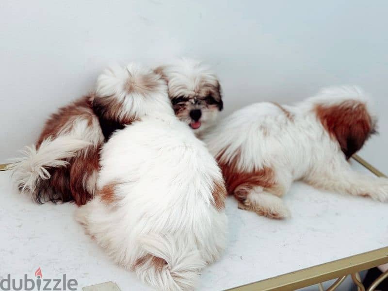 Pure Shih Tzu puppies 0