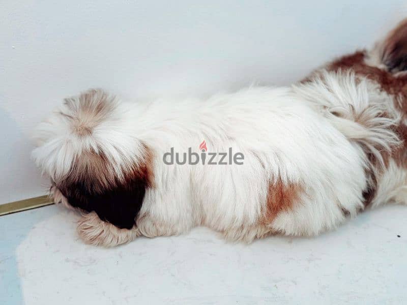 Pure Shih Tzu puppies 1