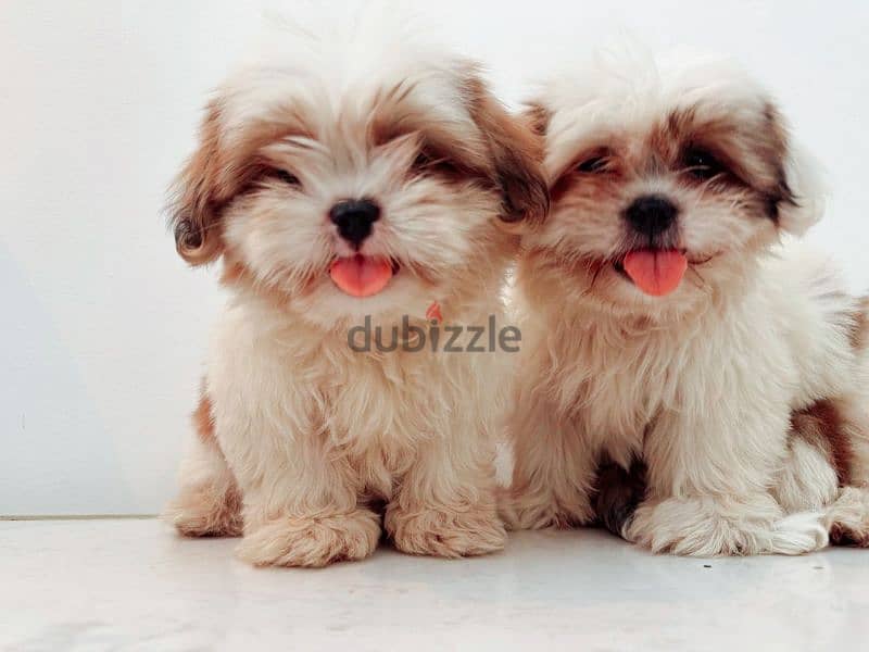 Pure Shih Tzu puppies 2