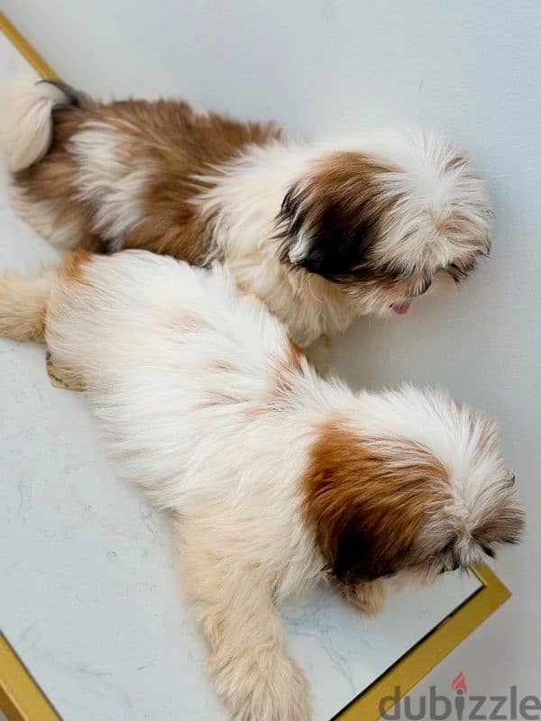 Pure Shih Tzu puppies 4