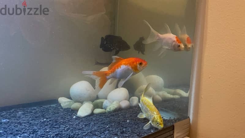 6 fishes, two goldfish, koi, oscar, wood catfish, red garra 0