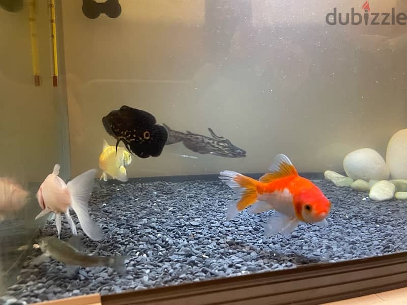 6 fishes, two goldfish, koi, oscar, wood catfish, red garra 1