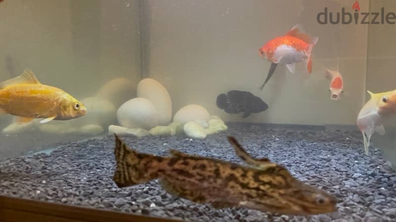 6 fishes, two goldfish, koi, oscar, wood catfish, red garra 2