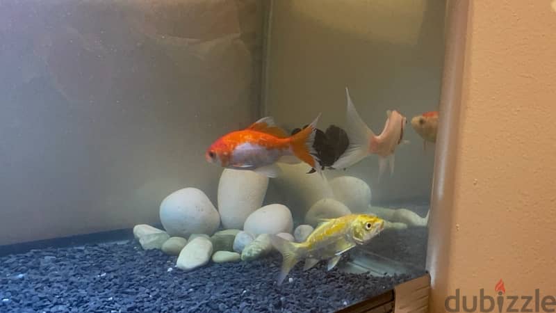 6 fishes, two goldfish, koi, oscar, wood catfish, red garra 3