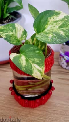 decorated 20 cm vas with money plant 0