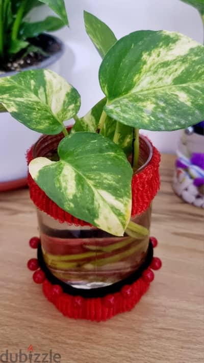 decorated 20 cm vas with money plant