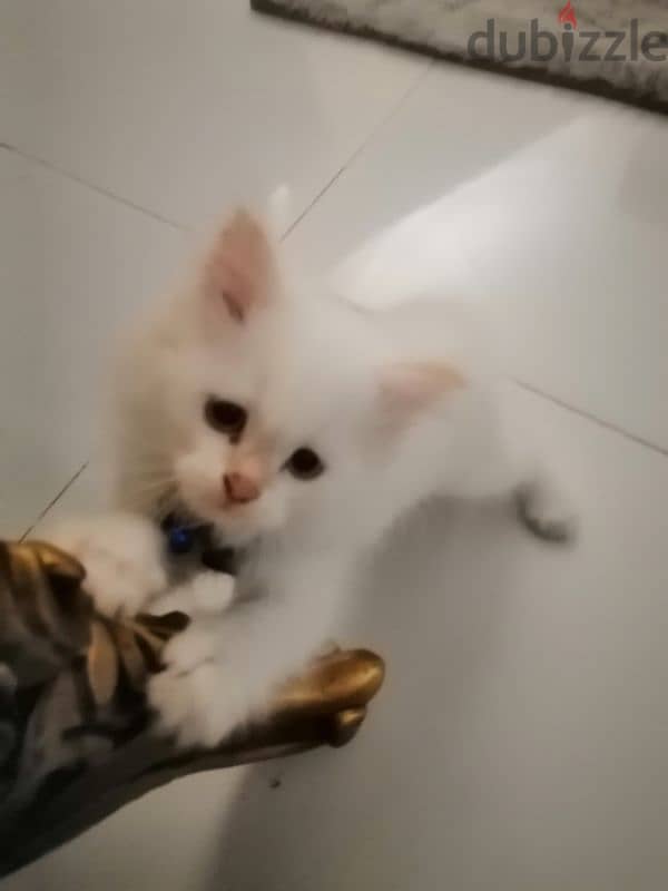 kitten sherazi 93096960 5