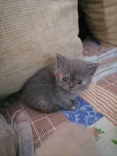 Kittens for sale 1month and a week 0