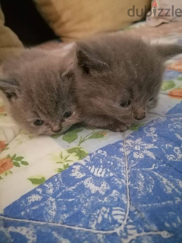 Kittens for sale 1month and a week 1