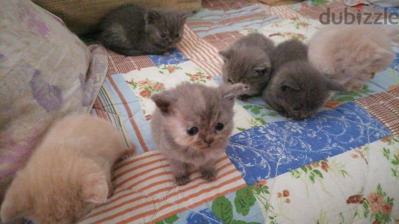 Kittens for sale 1month and a week 2