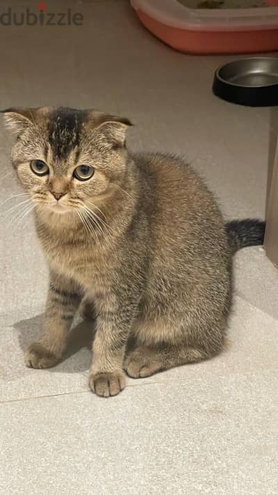 golden hair scottish fold cat for sale