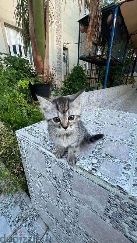 cats for sale  قطط للبيع قابل للتفاوض 3