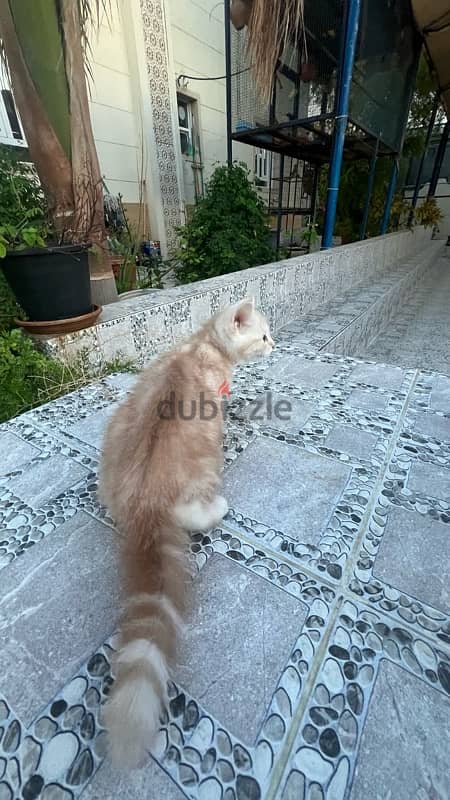 cats for sale  قطط للبيع قابل للتفاوض 4