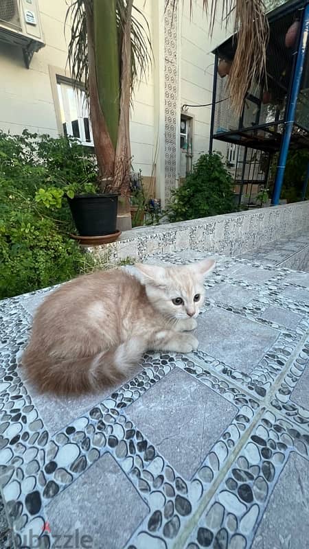 cats for sale  قطط للبيع قابل للتفاوض 5