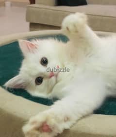 4 cats for sale | ٤ قطط شيرازيه للبيع 0