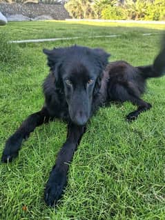 3 black German Shepherd dog  (93281080 0