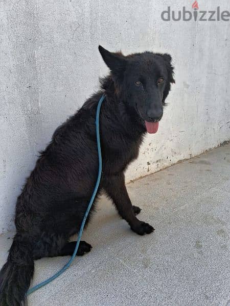 3 black German Shepherd dog  (93281080 1