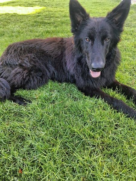 3 black German Shepherd dog  (93281080 2