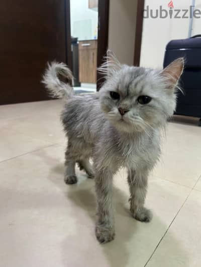 Abandoned cat for adoption looking for a home