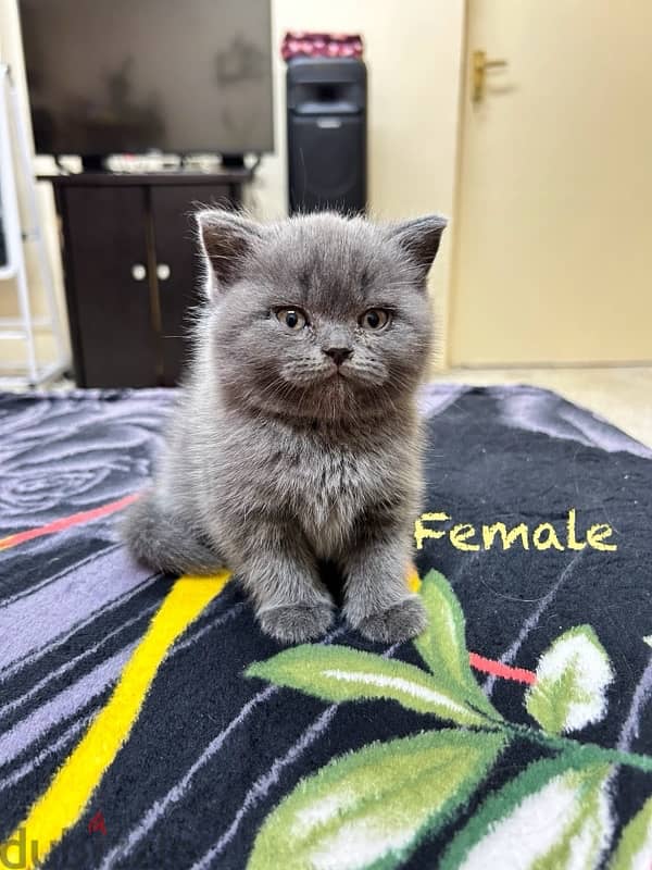 British shorthair kittens 0