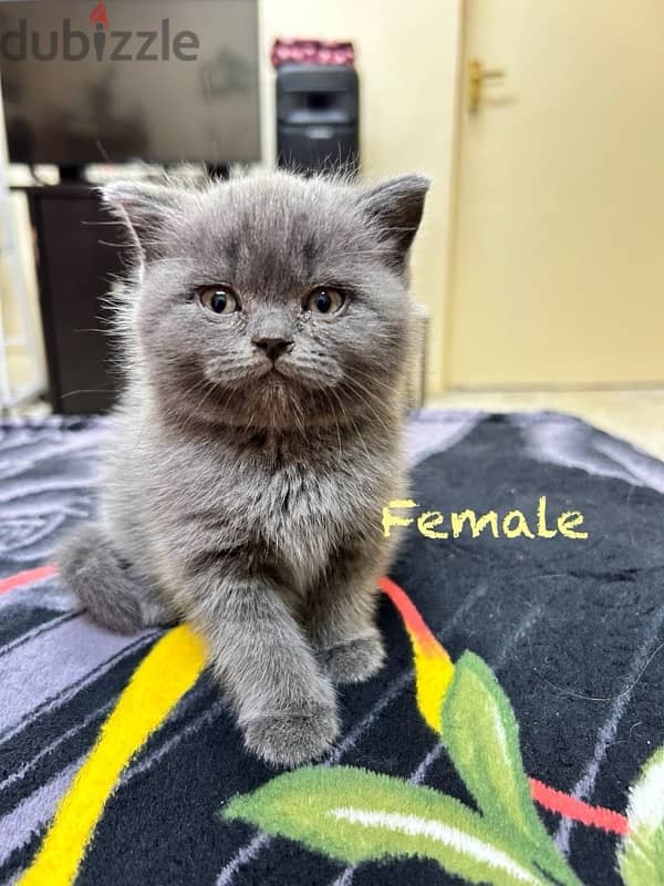 British shorthair kittens 1