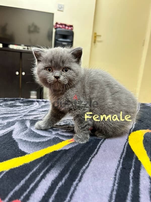 British shorthair kittens 2