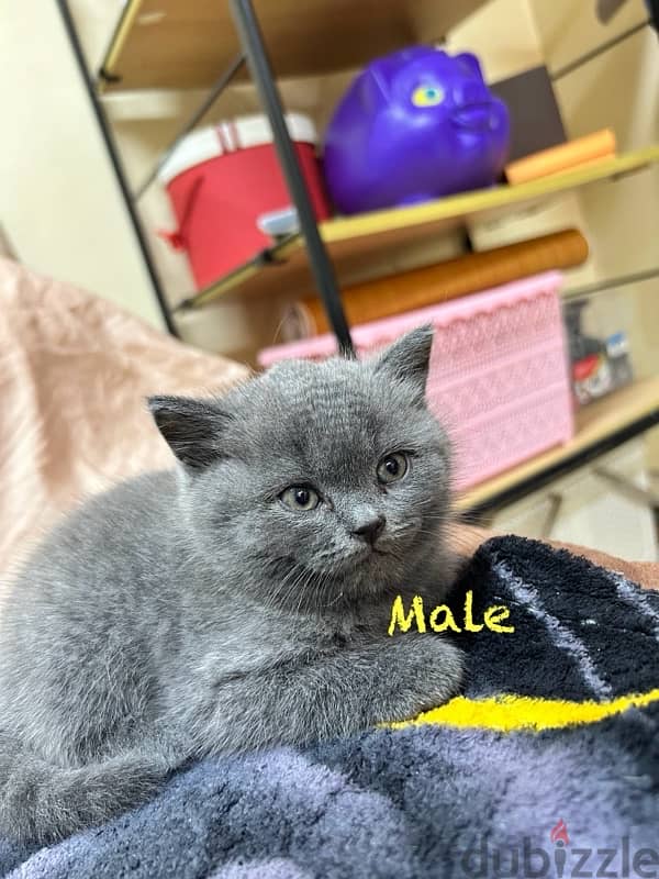 British shorthair kittens 3