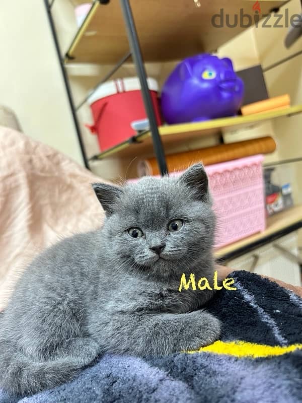 British shorthair kittens 4