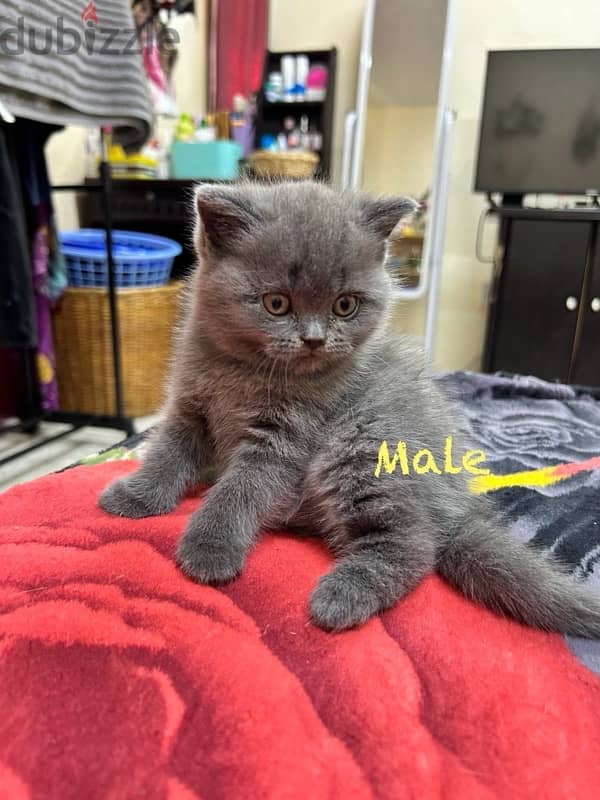 British shorthair kittens 5