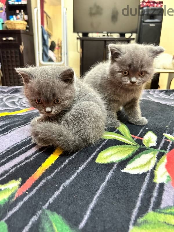 British shorthair kittens 6