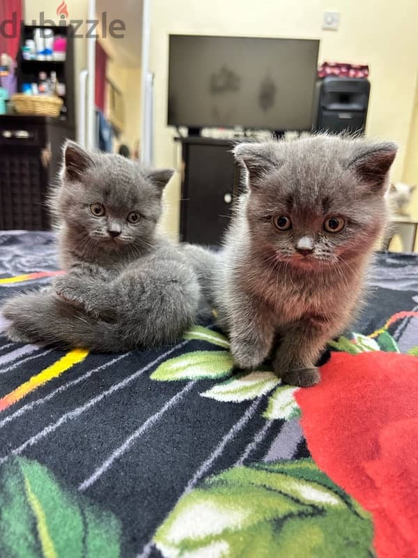 British shorthair kittens 7